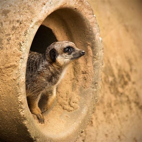 Hd Wallpaper Mammal Animal World Meerkat Mongoose Curiosity