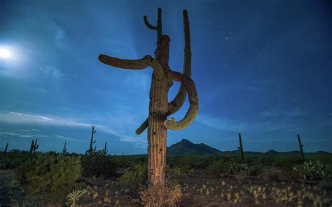 Dancing Cactus Photograph By Ronnie Antone Fine Art America