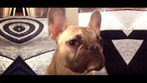 French Bulldog Puppy Crying After His Mommy Youtube