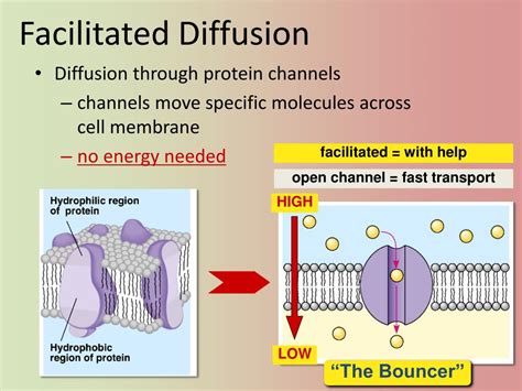 In Facilitated Diffusion A Molecule Is Moved
