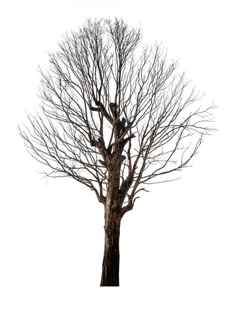 Dead And Dry Tree Isolated On White Background Stock Photo Image Of