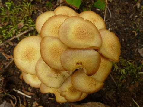 Armillaria Tabescens Ringless Honey Fungus Bob Flickr