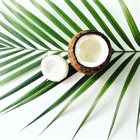 Coconut Palm Instagram Coconut Tropical Vibes Plant Based Tropical
