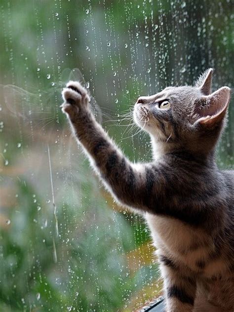 She asks her husband if she should grow her hair out. Raining cats and dogs.