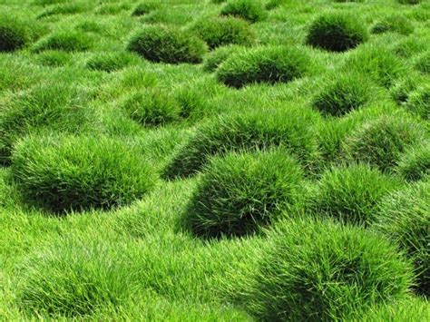 Zoysia Grass Plugs Directions For Planting Zoysia Plugs En Plantes Couvre Sol Couvre