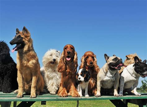 Here Are The 10 Most Popular Breeds Of Dog In The Uk Hucknall Dispatch