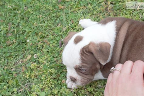 In order to maximize your relationship with your. Luna: Olde English Bulldogge puppy for sale near Tulsa, Oklahoma. | 5b2827ae-8711