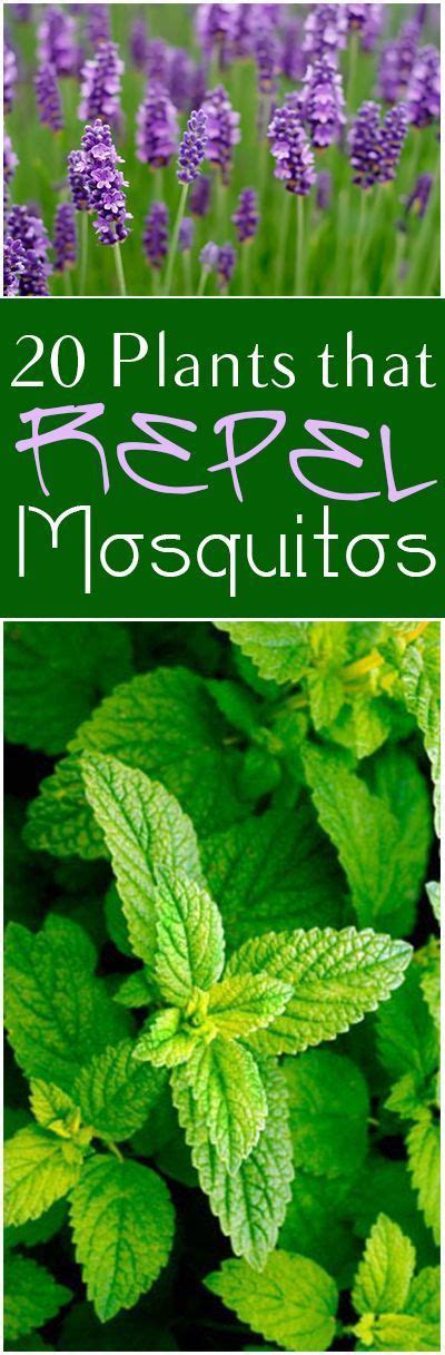 20 Plants that Repel Mosquitoes. Great plants and flowers that repel ...