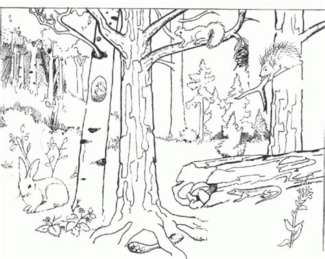 Paisajes de bosques para pintar | Colorear imágenes