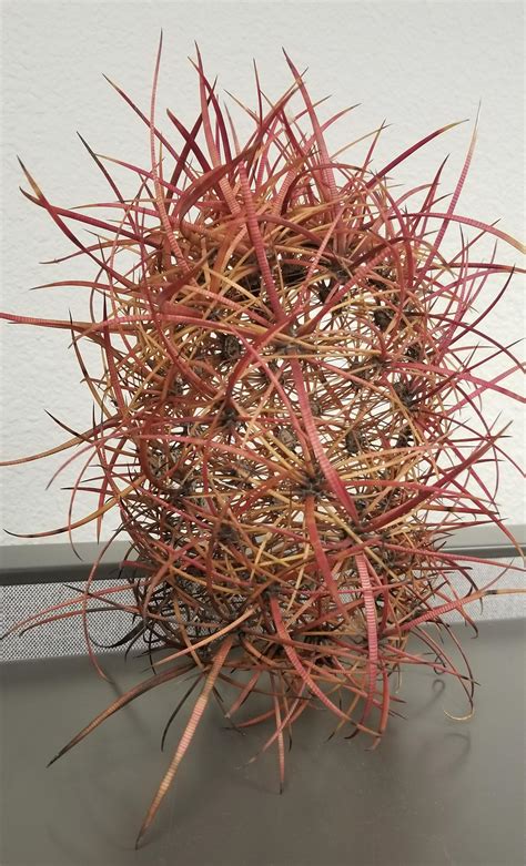 Plus, many cacti have fun and attractive features like white hairs other succulent plants are easily mistaken for cactus plants. The way this dead cactus decomposed, leaving only the ...
