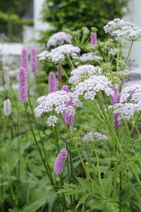 Маргаритка мишеля (bellidiastrum michelii cass.) 20. Chaerophyllum hirsutum 'Roseum' (с изображениями) | Дизайн ...