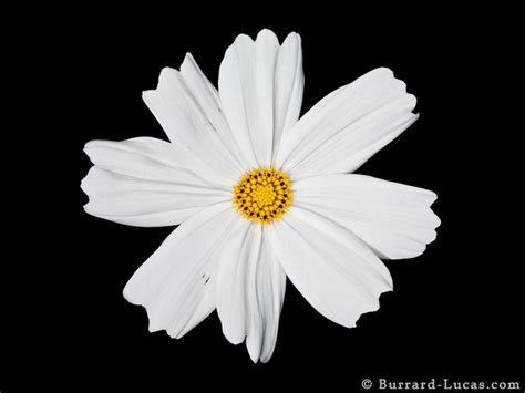 5 to 9 color varieties: White Flower - Burrard-Lucas Photography