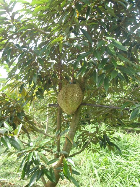 Tanaman Durian Pendek Berbuah Lebat » Budidaya Tanaman Durian Agar ...