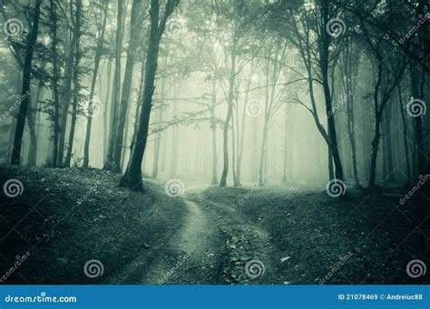 Landscape From A Dark Forest With Fog Stock Image Image Of Mist Fear