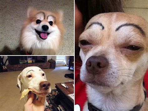 Awkward Internet Trend Dogs With Makeup Eyebrows