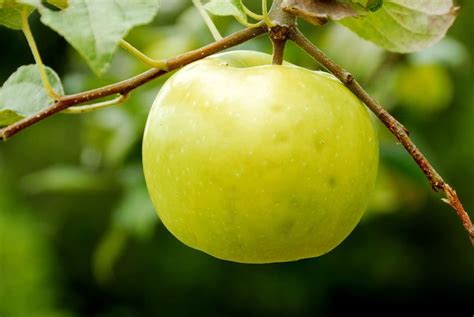 Fruit Trees You Can Grow In Frigid Zone 4 Apple Tree Fruit Trees