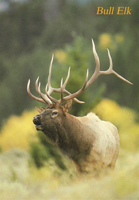 Bull Elk In North America Males Are Called Bulls And Females Are