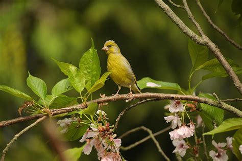 Common Land Birds In Cyprus Birdlife Cyprus