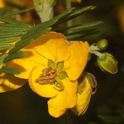 cassia odorata scented or southern cassia seed x25 ole lantana s seed store