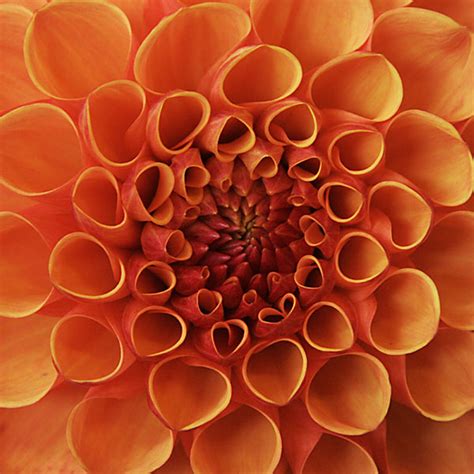 17 Stunning Macro Flower Photography 99inspiration