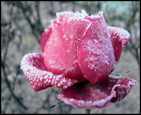 The Frozen Rose The Online Writing Community