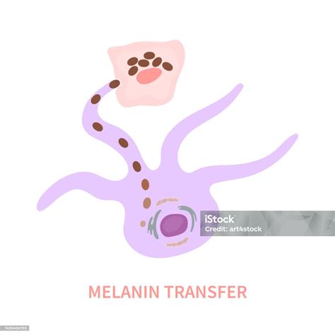 Skin Pigmentation And Melanosome Transfer Diagram Stock Illustration