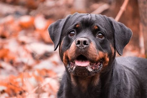 Rottweiler Or Pit Bull Which Dog Is Stronger Dogvills