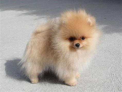 Only guaranteed quality, healthy puppies. Cheap Pomeranian Puppies For Sale Near Me | PETSIDI