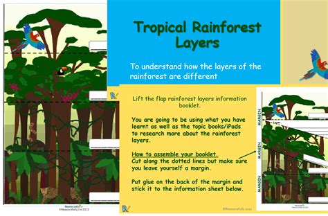 Rainforest Layers Lesson Ks2 Teaching Resources