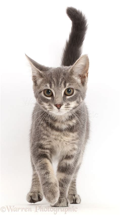 Picture of scared kitten isolated on white. Grey tabby kitten walking photo WP43539