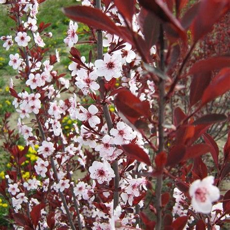 Check spelling or type a new query. Purpleleaf Sand Cherry | Pink flowering bushes, Plant ...