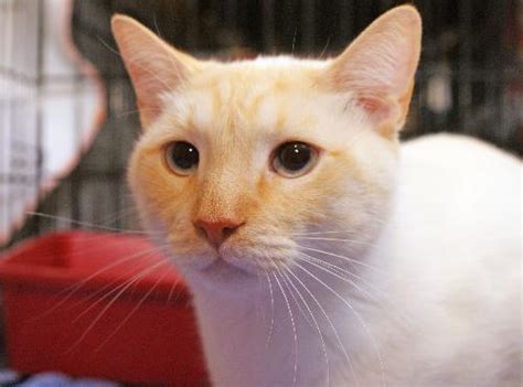 Right now he is mostly white with a bit of. Sy the Flame Point Siamese's Web Page