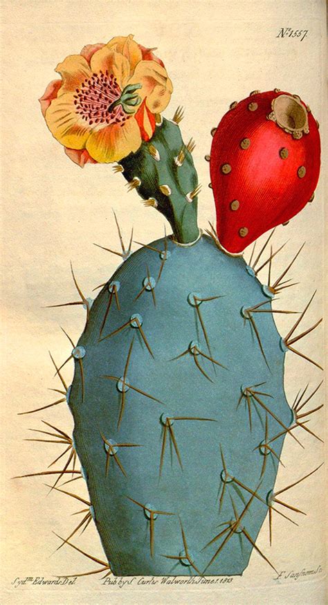 Vintage Cactus Flower Set Of 2 Giclee Prints Wall Art Antique