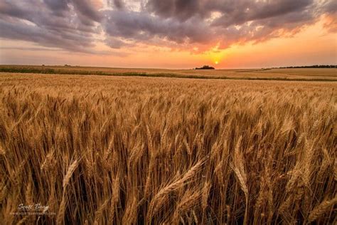 Photographing The Kansas Wheat Fields Scott Bean Photography