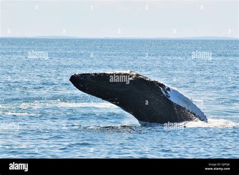 Humpback Whales Off The Coast Of Massachusetts Pectoral Slapping