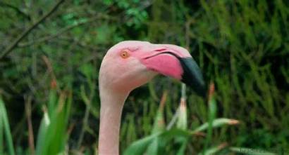 Gifs Funny Animal Flamingo