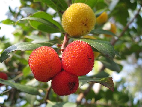 The Strawberry Tree An Astonishing Seasonal Fruit You Never Knew