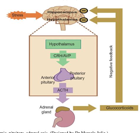 figure 5 1 from corticotropin releasing hormone and the hypothalamic pituitary adrenal axis in
