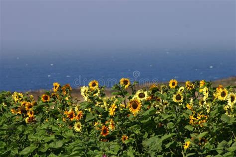 Sunflower Field By The Sea Stock Image Image Of Grow 1221937