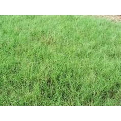 Seedranch Giant Bermuda Grass Seed Hulled 10 Lb