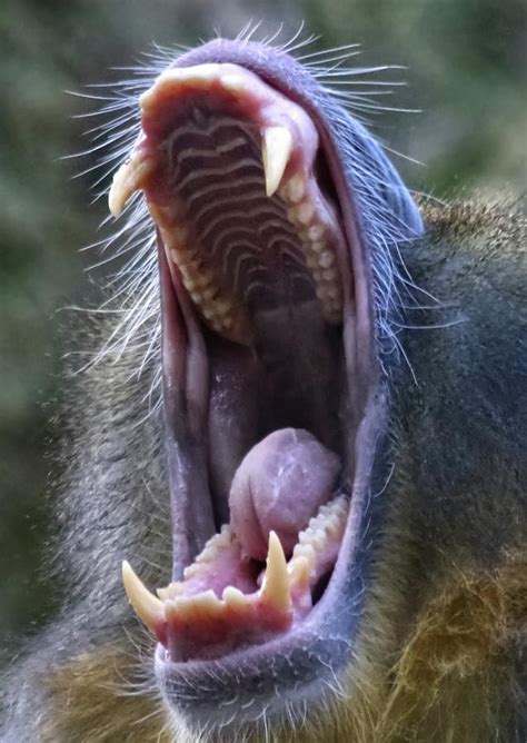 An Open Bared Teeth Display Of A Mandrill Baboon Photograph By Derrick