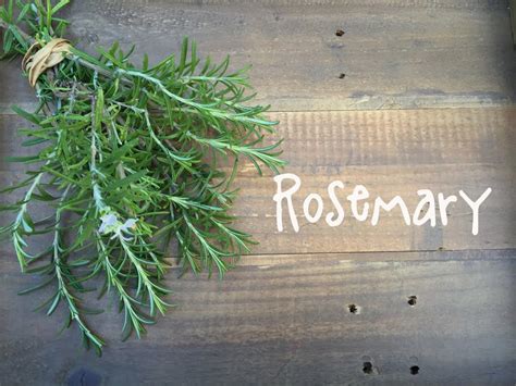 How To Grow Rosemary In Beths Garden Youtube