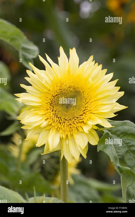 Starburst Sunflower Hi Res Stock Photography And Images Alamy