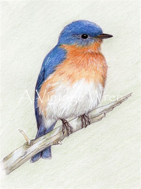 Eastern Bluebird Print With Double Mat Bird Art Avintagewren Bird