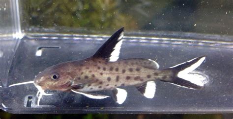 Synodontis Granulosus Catfish Live Freshwater Aquarium Fish This Rare