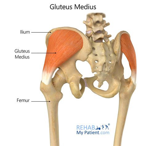 Gluteal Muscles Diagram