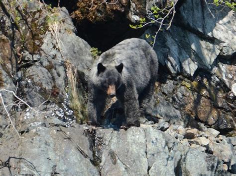Glacier Bear Bear Conservation
