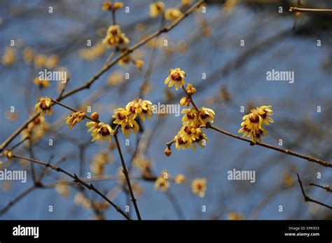 Wintersweet Stock Photo Alamy