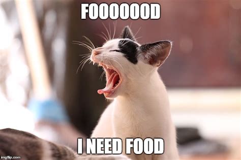 Image Tagged In Catscathungry Catwhite Catcat Black And Whitememes