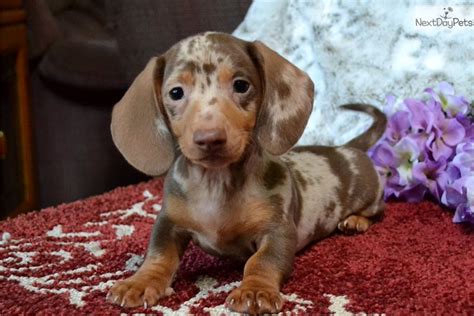 57 Mini Dachshund Puppies For Sale Washington State Image